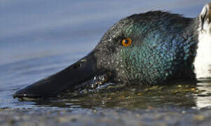 Northern Shoveler