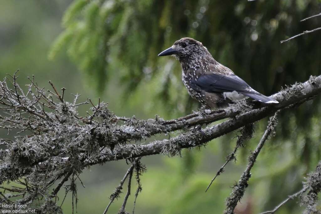 Spotted Nutcrackeradult, identification