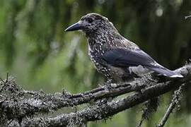 Spotted Nutcracker