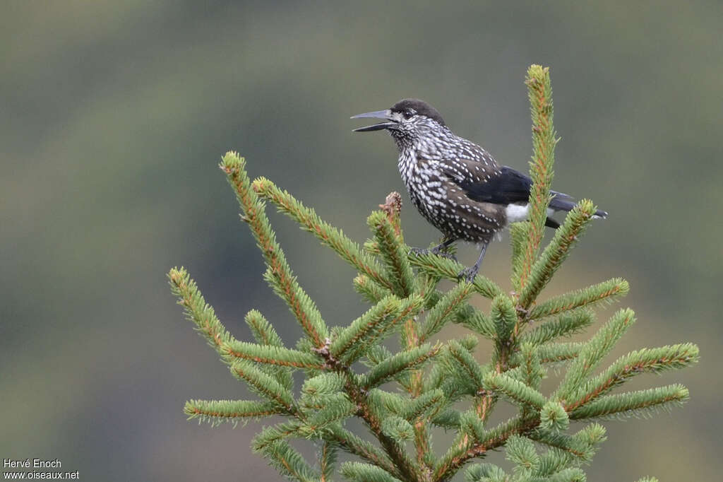 Spotted Nutcrackerjuvenile, habitat