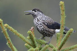 Spotted Nutcracker