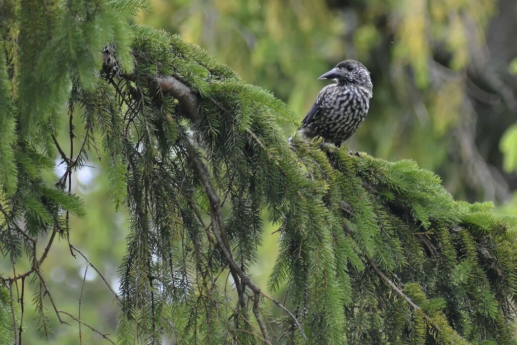 Cassenoix moucheté, identification