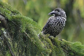 Spotted Nutcracker