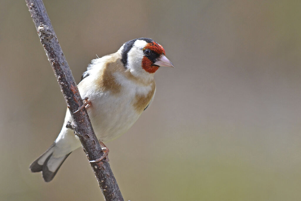 European Goldfinch, identification