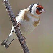 European Goldfinch