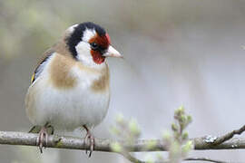 European Goldfinch