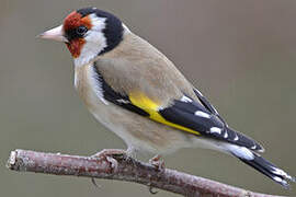 European Goldfinch