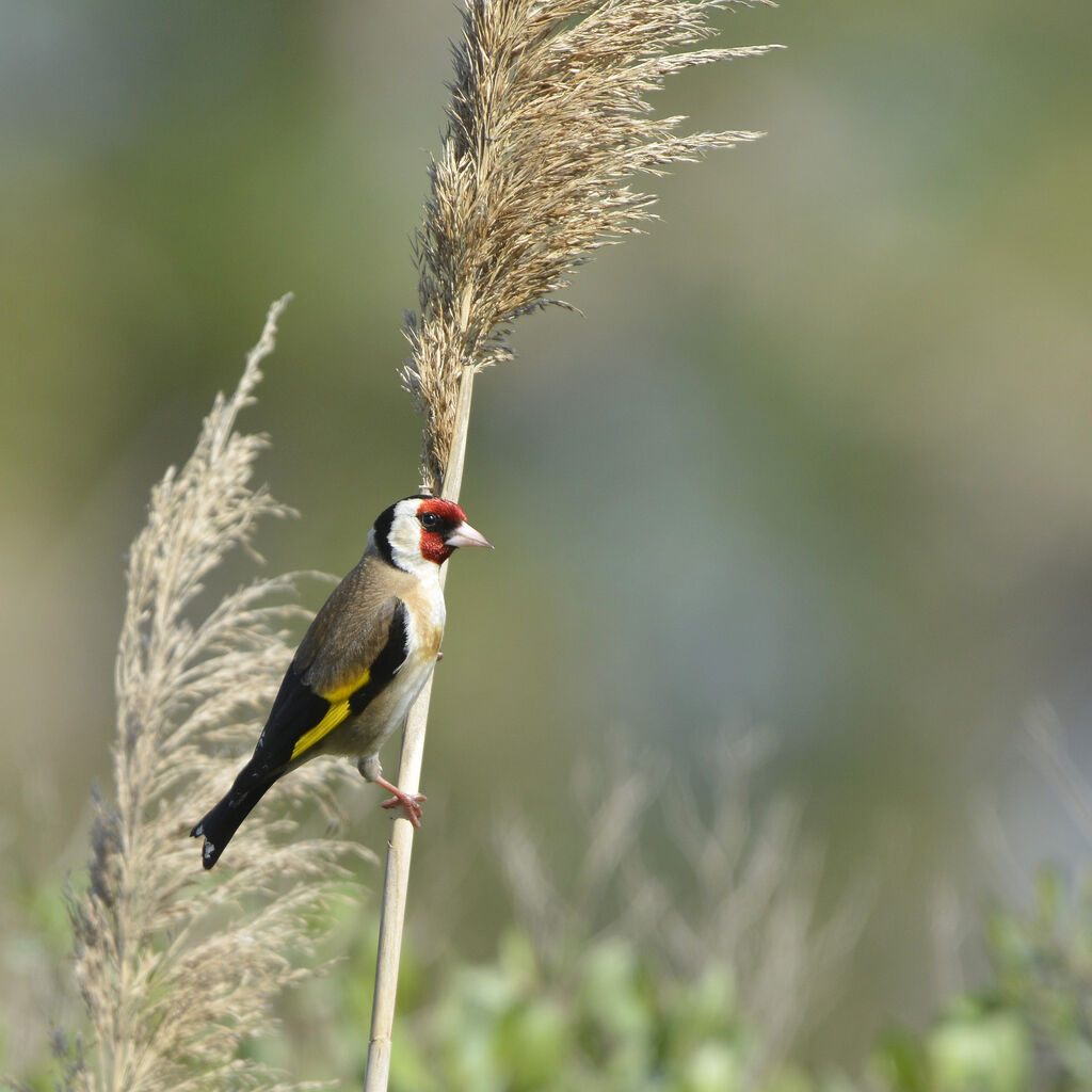 Chardonneret élégant, identification