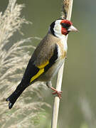 European Goldfinch