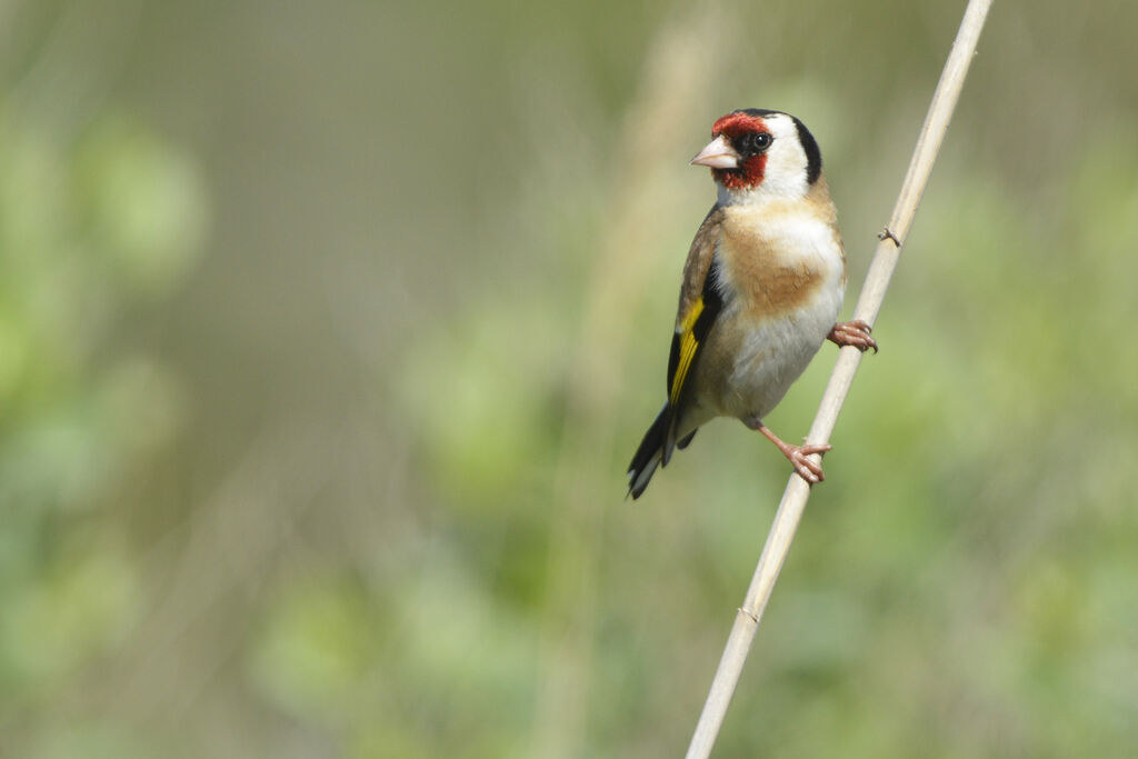 Chardonneret élégant