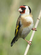 European Goldfinch