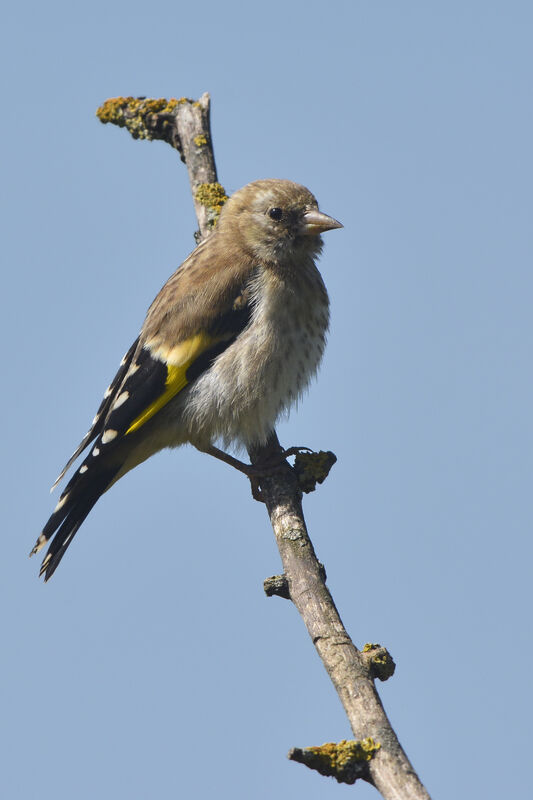 European Goldfinchjuvenile, identification