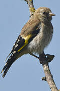 European Goldfinch