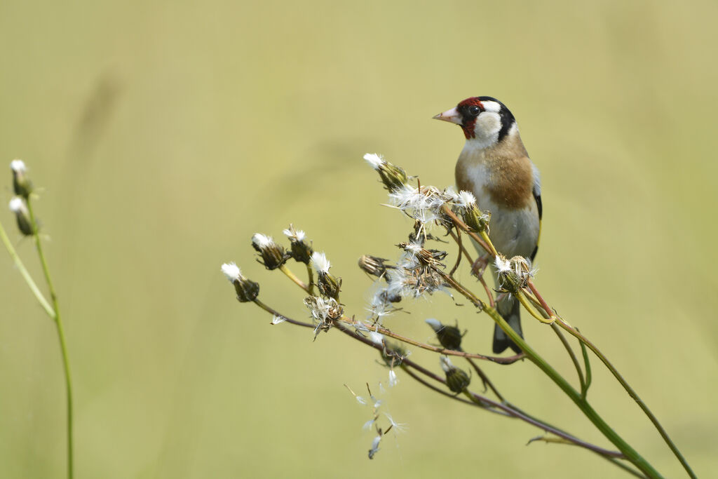 European Goldfinchadult