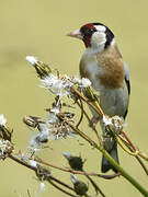 European Goldfinch