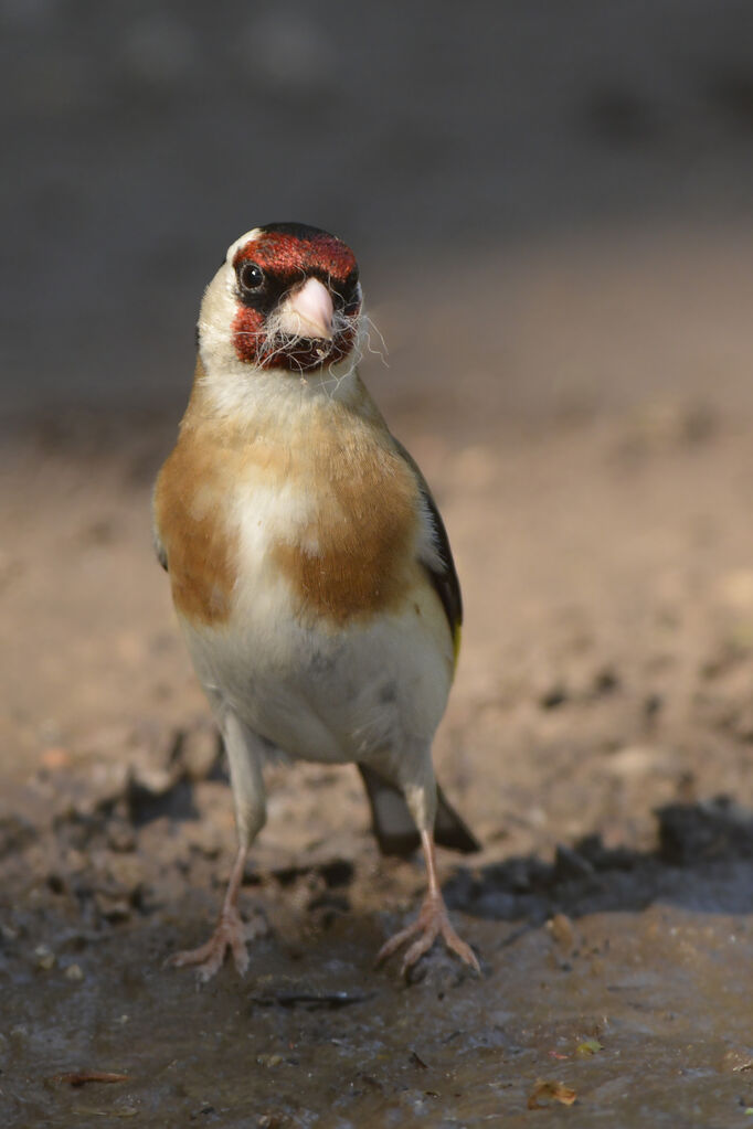 European Goldfinchadult breeding, Reproduction-nesting