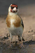 European Goldfinch