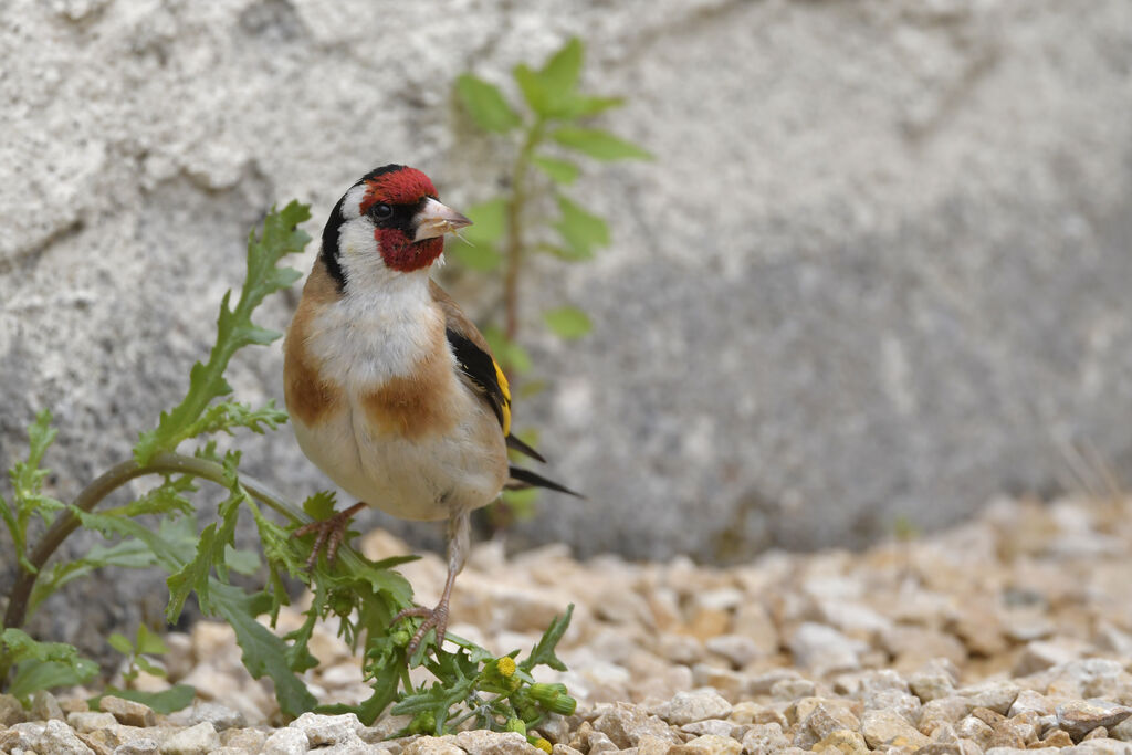 European Goldfinchadult, identification, feeding habits