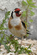 Chardonneret élégant