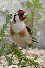 Chardonneret élégant