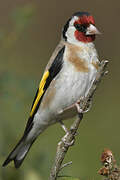 European Goldfinch