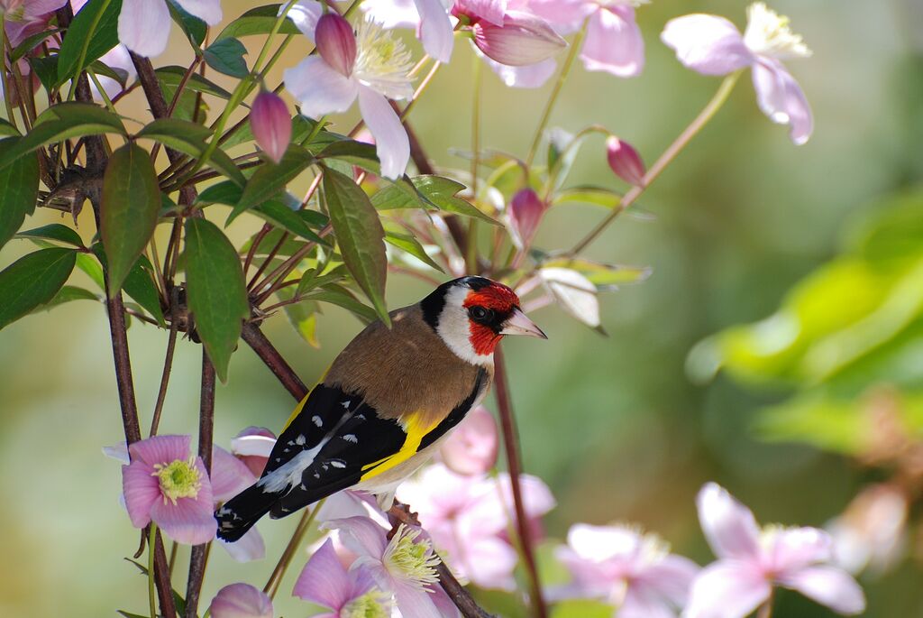 European Goldfinch, identification