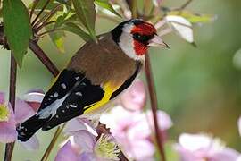 European Goldfinch