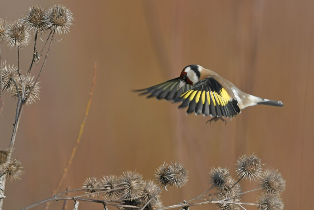 European Goldfinchadult, Flight