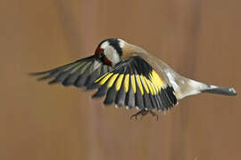 European Goldfinch