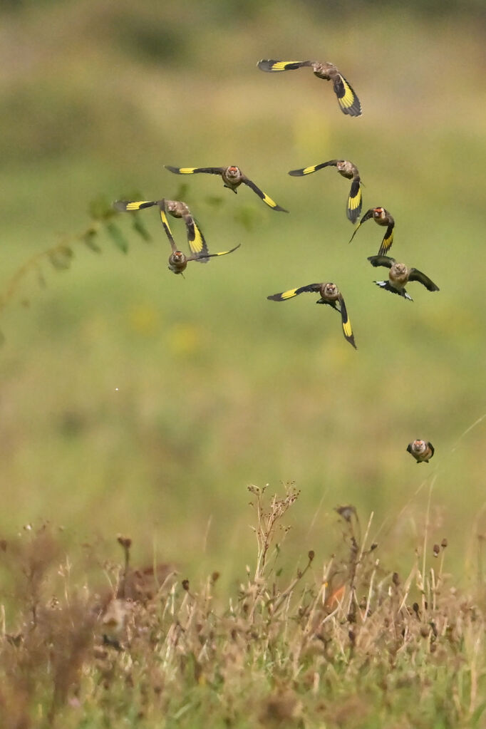 European Goldfinch, Flight