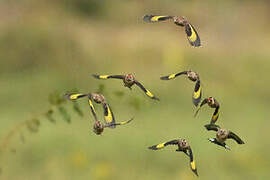 European Goldfinch