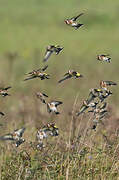 European Goldfinch