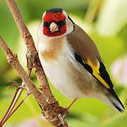 European Goldfinch