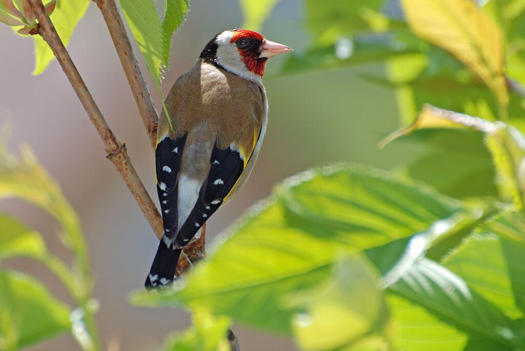 European Goldfinch, identification