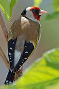 European Goldfinch