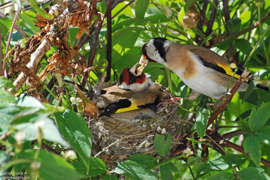 Chardonneret élégant, Nidification