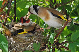 European Goldfinch