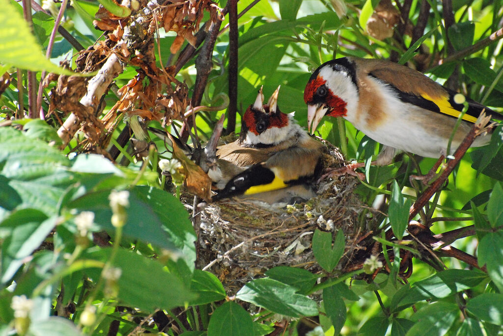 European Goldfinch, Reproduction-nesting