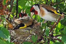 European Goldfinch