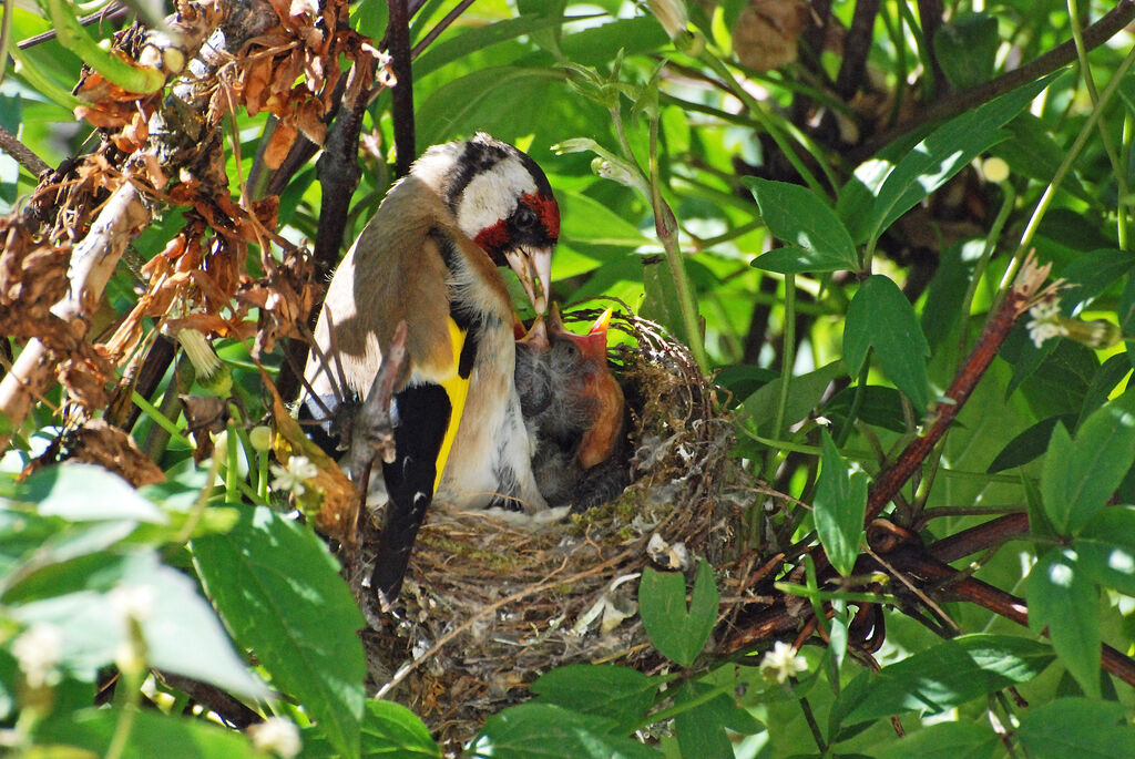 European Goldfinch, Reproduction-nesting