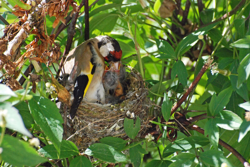 European Goldfinch, Reproduction-nesting