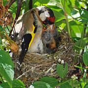 European Goldfinch