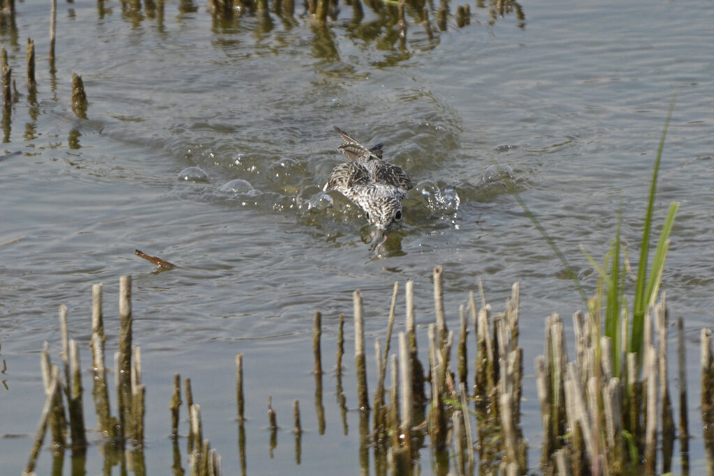 Common Greenshank, Behaviour