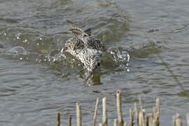 Common Greenshank