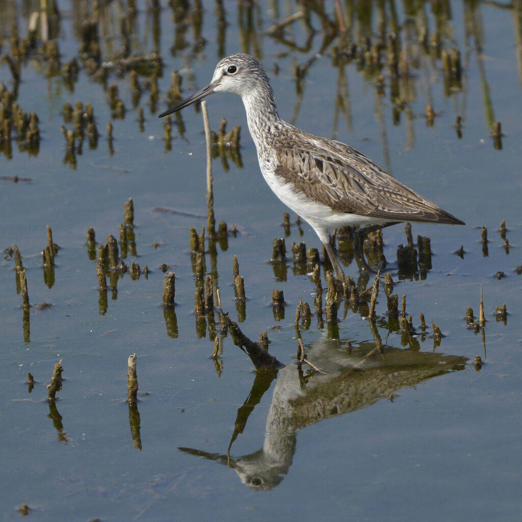 Common Greenshank, identification