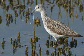 Common Greenshank