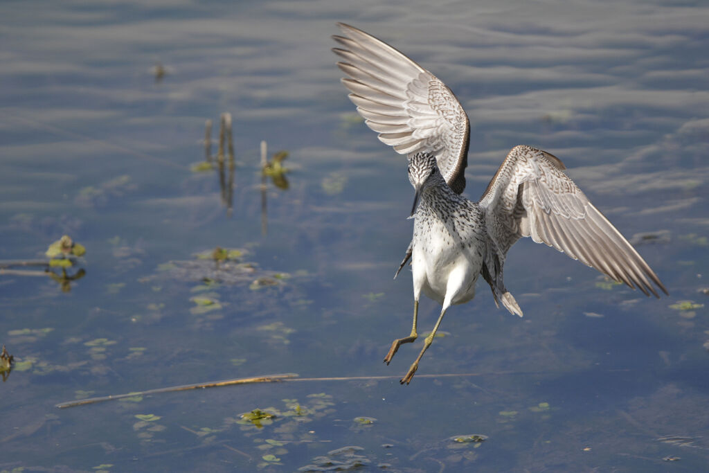 Common Greenshank