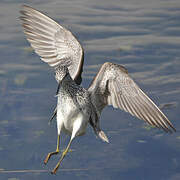 Common Greenshank