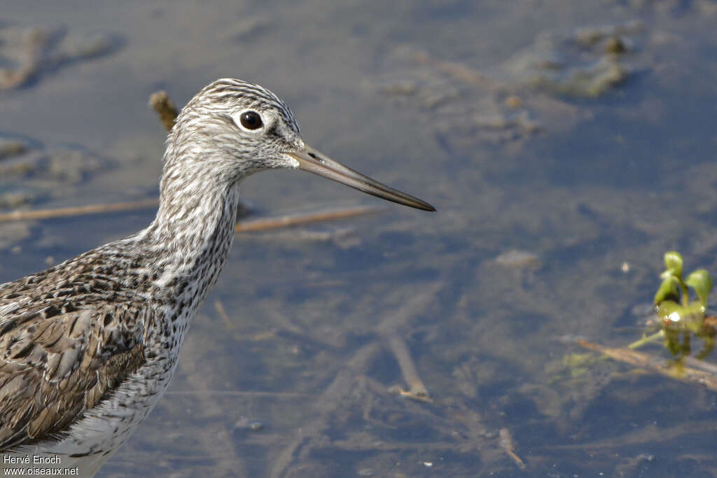 Common Greenshankadult breeding, close-up portrait