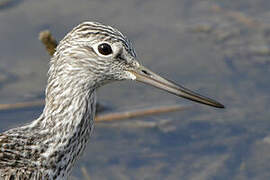 Common Greenshank